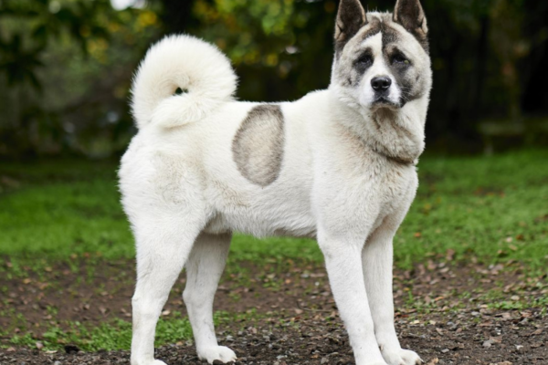 Akita Américain