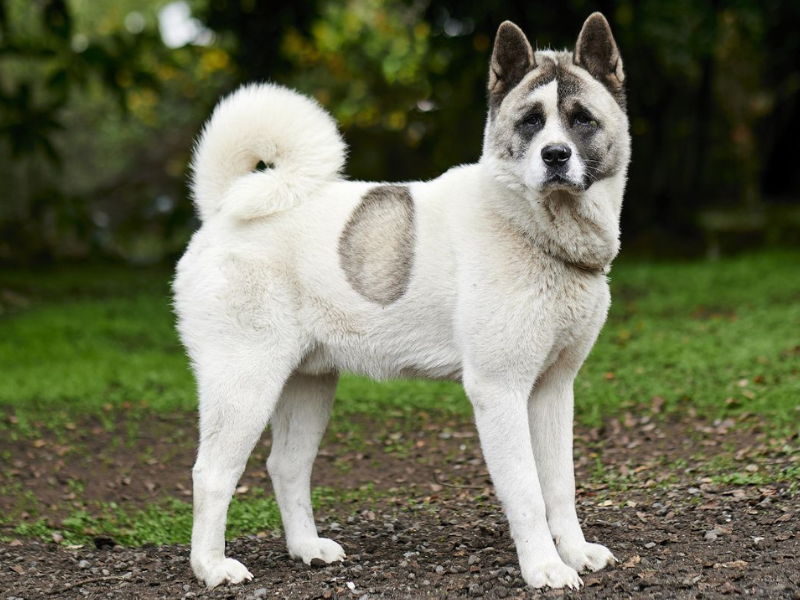 Akita Américain