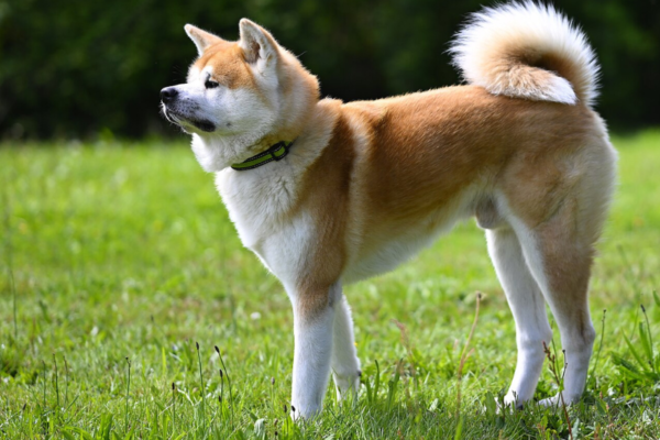 Akita Inu