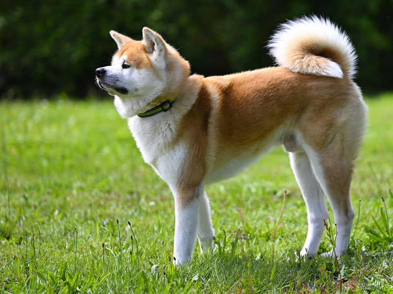 Akita Inu
