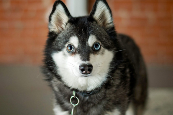 Alaskan Klee Kai
