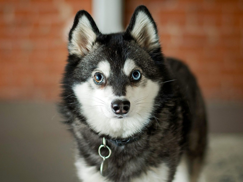 Alaskan Klee Kai