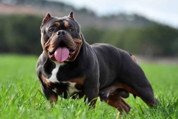 American Bully