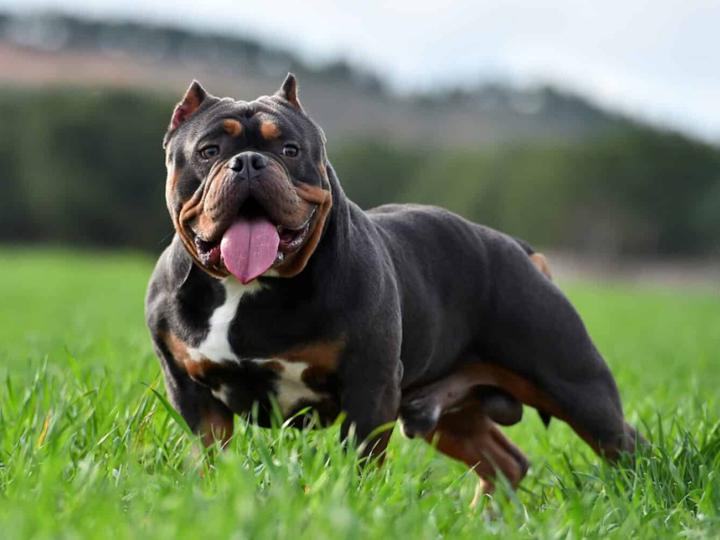 American Bully