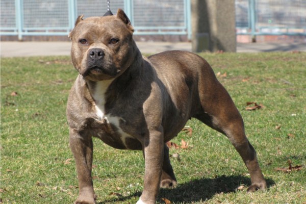 American Pit Bull Terrier