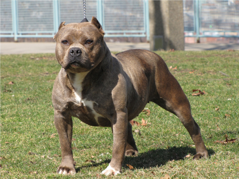 American Pit Bull Terrier