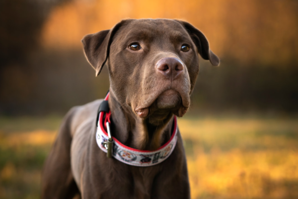 American Staffordshire Terrier