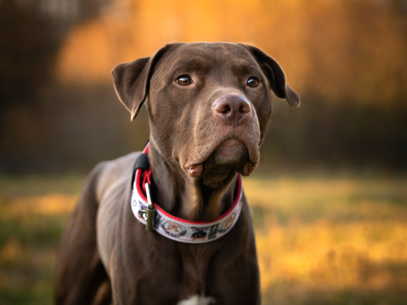 American Staffordshire Terrier