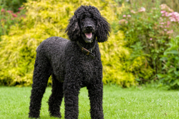 Caniche