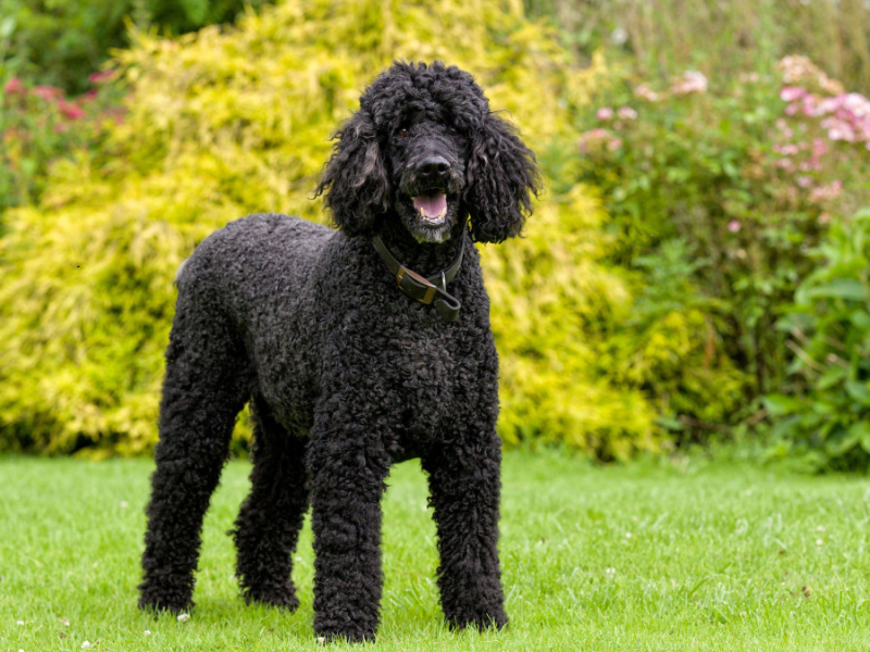 Caniche