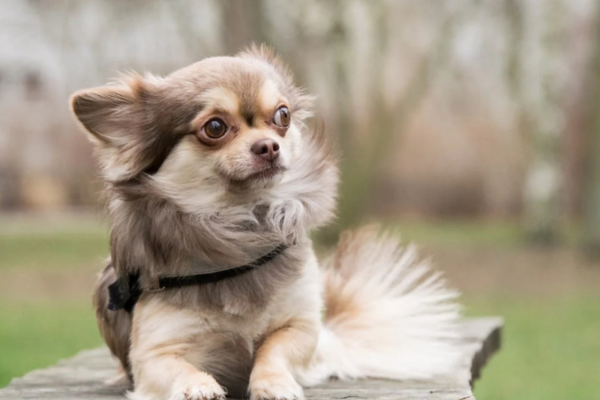 Chihuahua à poil long