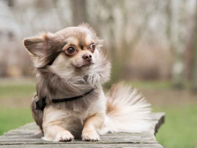 Chihuahua à poil long