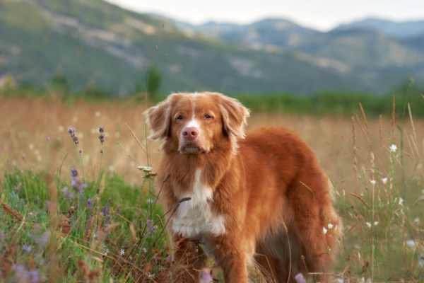 Retriever de la Nouvelle-Écosse