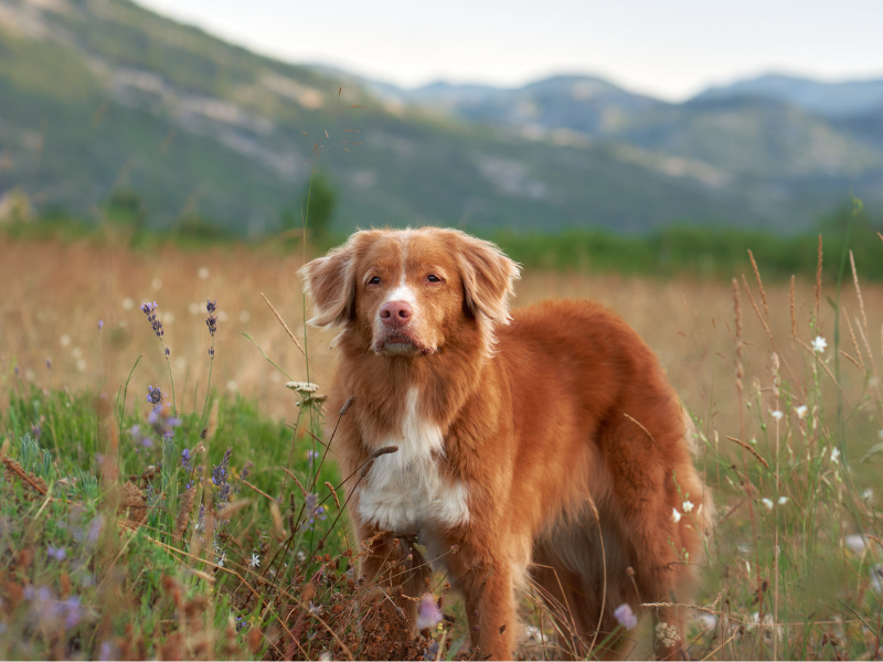 Retriever de la Nouvelle-Écosse
